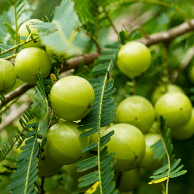 Amla