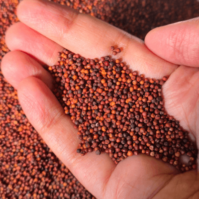 Ragi